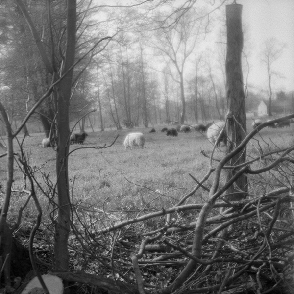 black and white photo of sheeps in brandenburg