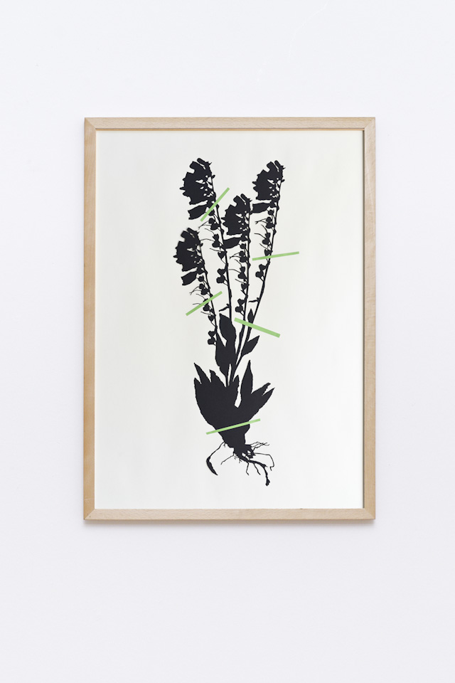 framed laser cut of a botanical plant, hanging on a wall, Digitalis, detail