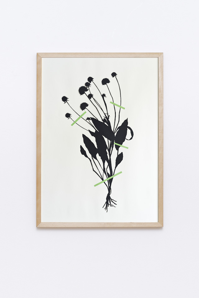 framed laser cut of a botanical plant, hanging on a wall, Succisa pratensis, detail