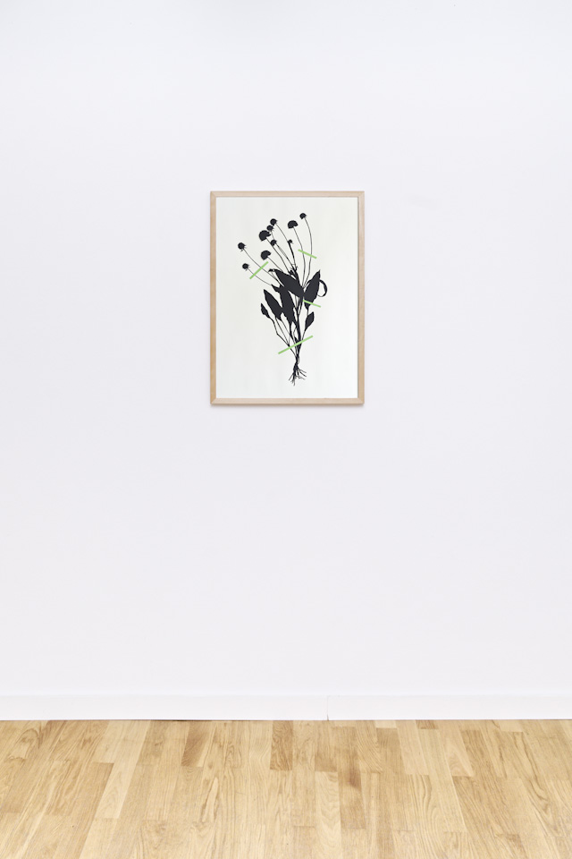 framed laser cut of a botanical plant, hanging on a wall, Succisa pratensis