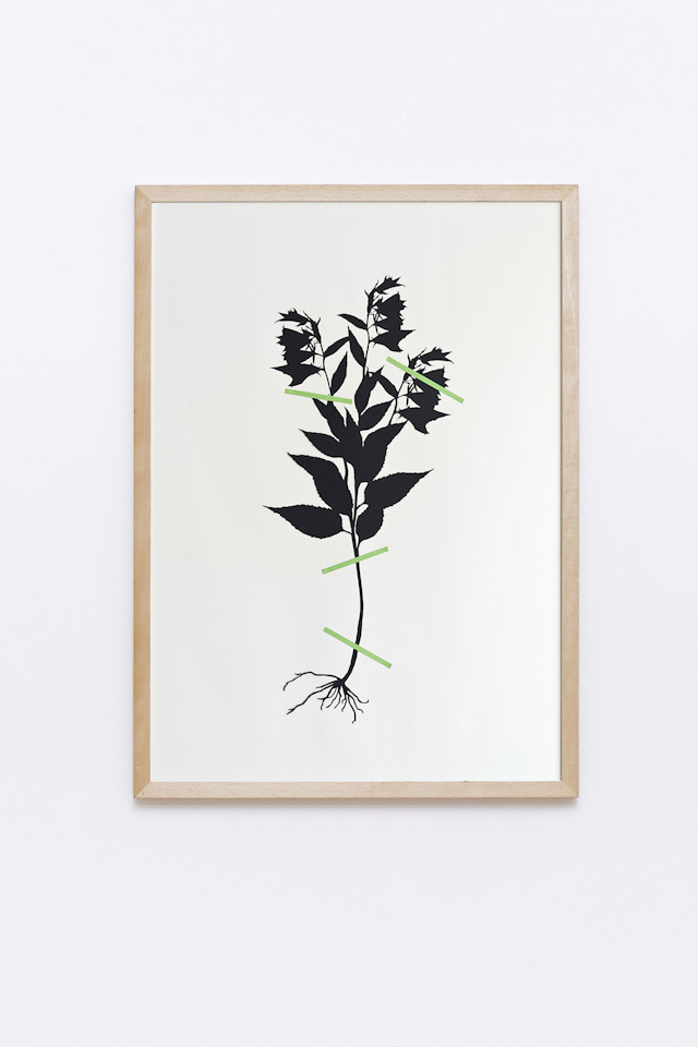 framed laser cut of a botanical plant, hanging on a wall, detail, Campanula