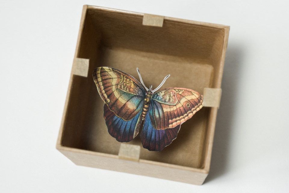 box with butterfly