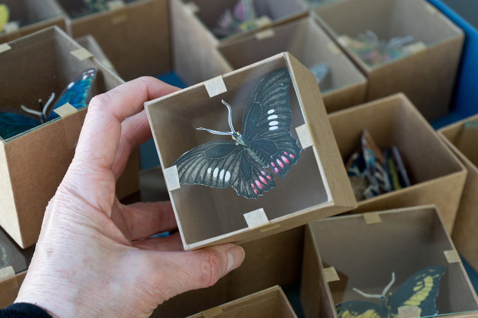 A hand holding a botanical box with a black papercut butterfly