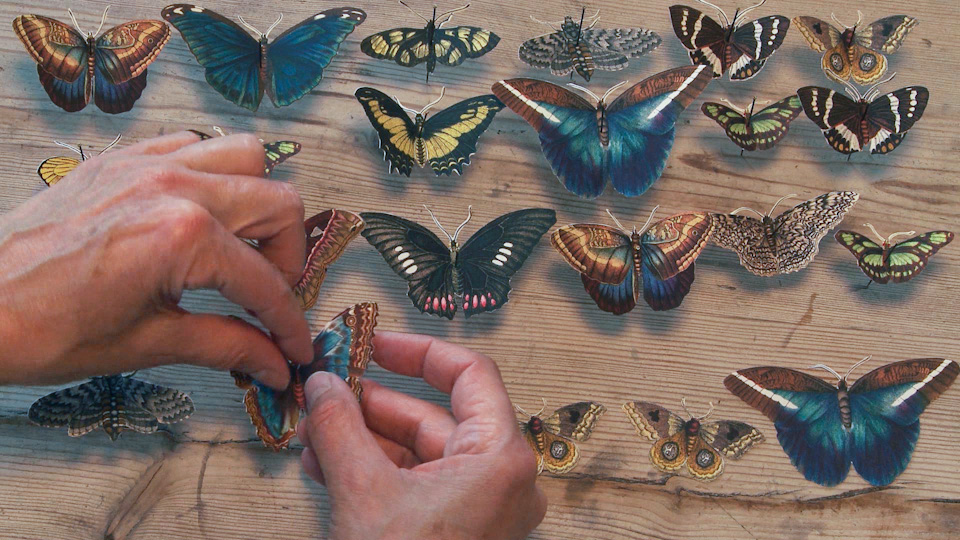 paper butterflies are pinned to a table, video still