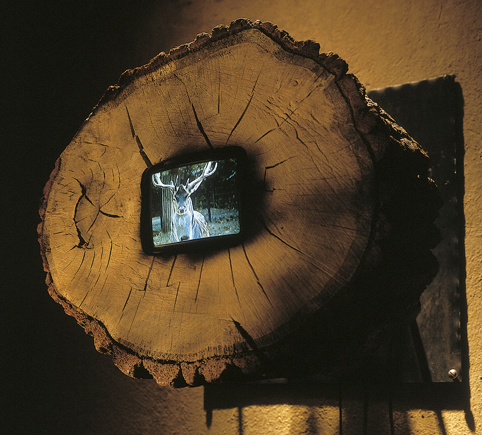 oak disc with integrated monitor