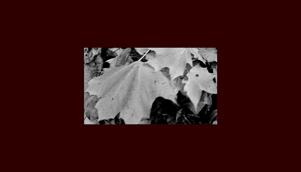 black and white leaves on a red-brown surface