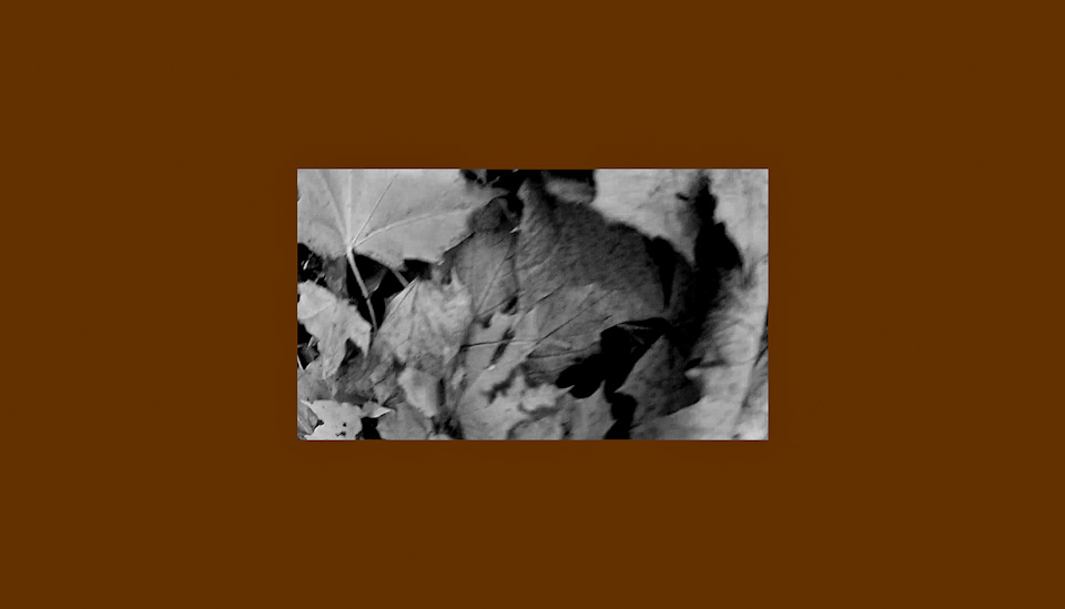 black and white leaves on a light-brown surface