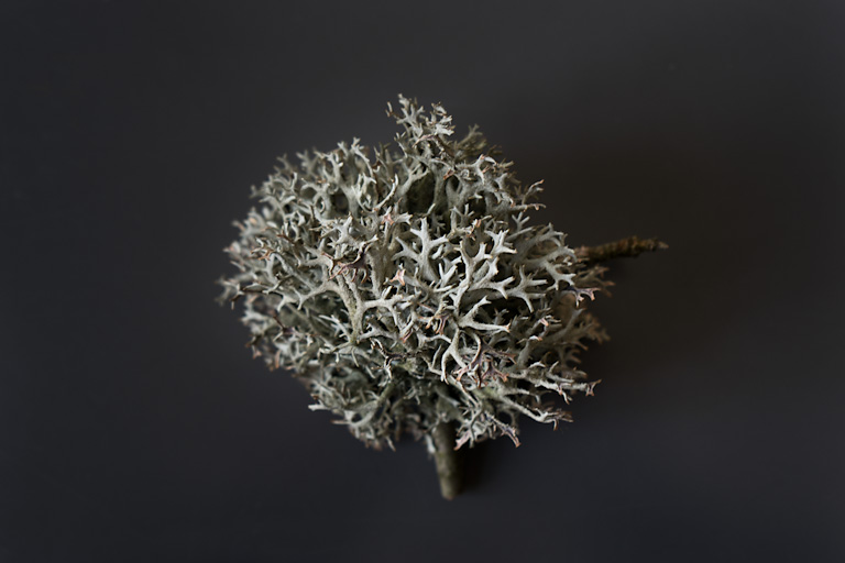 Archive of Many Places, mountain landscape, tree lichen
