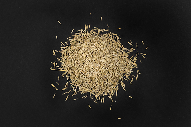 Archive of Many Places, river landscape, cereal seeds